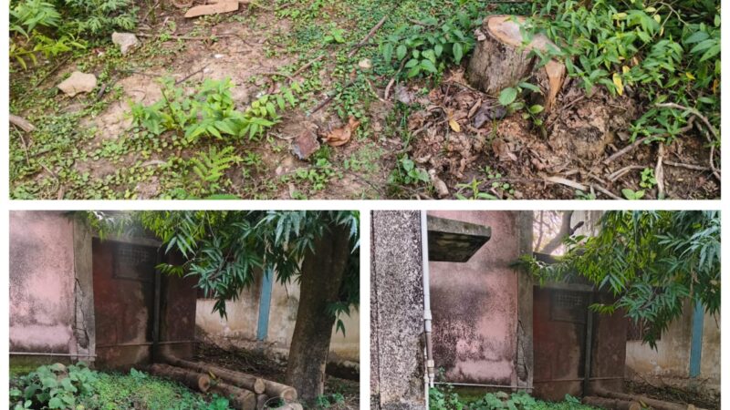 कृषि उपज मंडी परिसर से बिना अनुमति कटवा दिया 3 सागौन का हरा भरा वृक्ष, मामले पर जांच की आवश्यकता ?