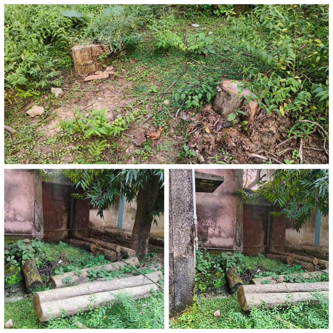 कृषि उपज मंडी परिसर से बिना अनुमति कटवा दिया 3 सागौन का हरा भरा वृक्ष, मामले पर जांच की आवश्यकता ?